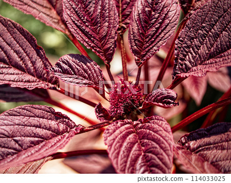 Detailed red foliage, the main subject of the image, ideal for use in nature-inspired designs. Detailed red foliage, the main subject of the image, ideal for use in nature-inspired designs. 114033025