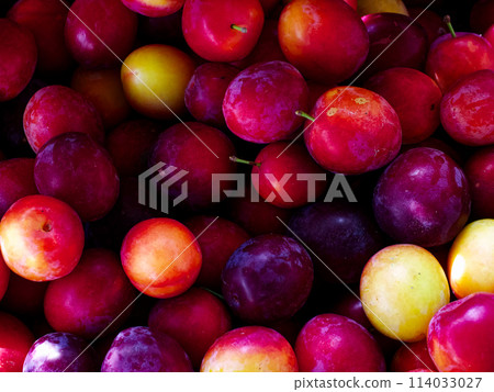 An assortment of colorful plums indicating freshness and variety, suitable for culinary arts or nutrition education visuals. 114033027