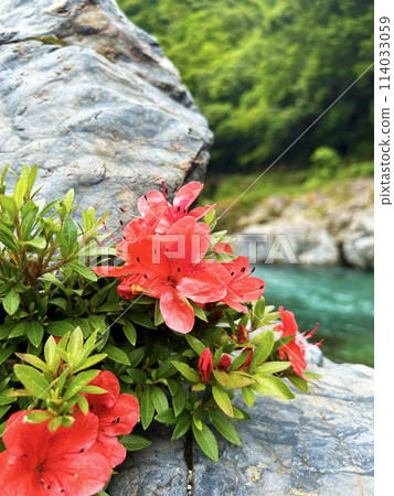 河岸上盛開的杜鵑花 河岸上盛開的杜鵑花 114033059