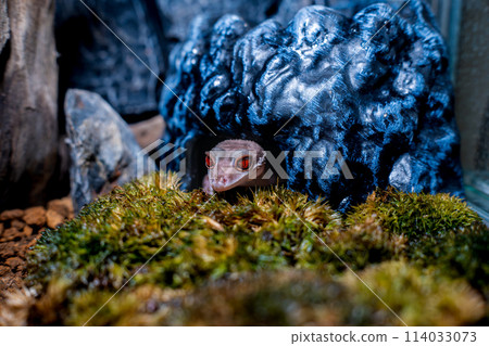 Hynant 壁虎的特寫 114033073