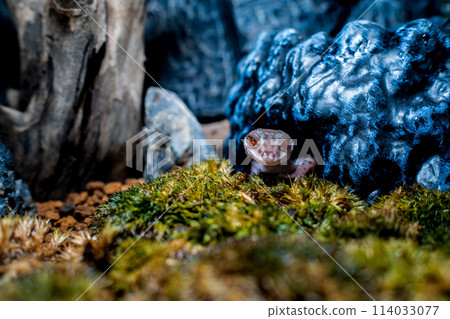 Hynant 壁虎的特寫 114033077