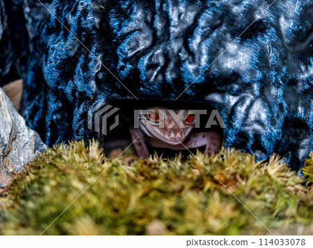 Hynant 壁虎的特寫 114033078