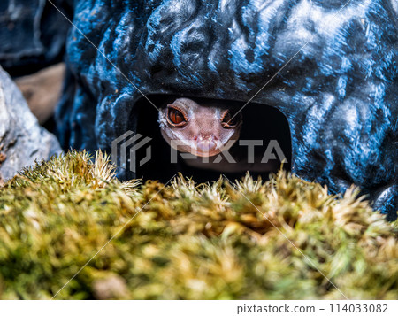 Hynant 壁虎的特寫 Hynant 壁虎的特寫 114033082