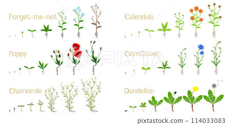 Set of growth cycles of field plants on a white background. 114033083