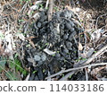 Raccoon dog droppings (Ogiyama, Yamanashi Prefecture) 114033186