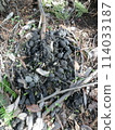 Raccoon dog droppings (Ogiyama, Yamanashi Prefecture) 114033187