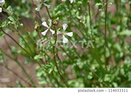 arugula  114033311