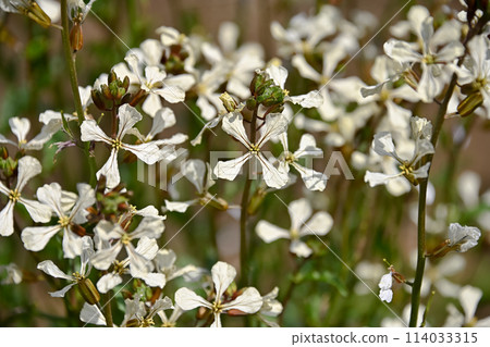 arugula  114033315