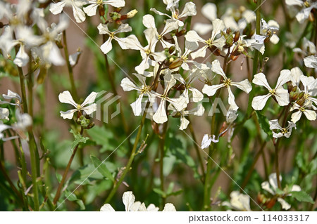 arugula  114033317