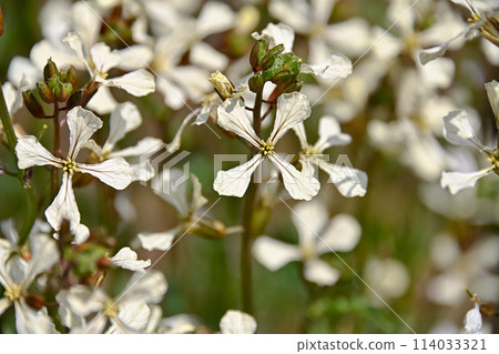 arugula  114033321