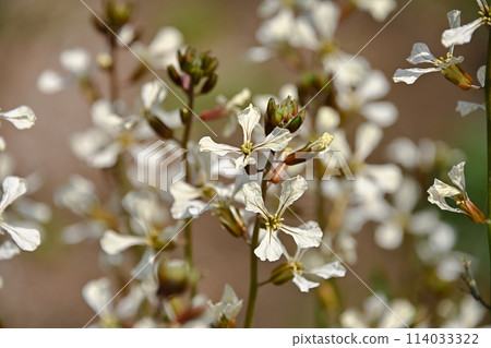 arugula arugula 114033322