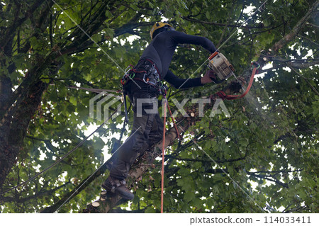 Tree surgeon chopping a sycamore maple 114033411
