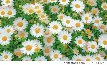 White chamomile flowers 114033474