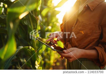 Smart farm Farmer female standing in corn field with tablet. Agriculture, gardening, ecology concept 114033700