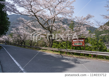 Senbonzakura in full bloom and the road at Akiba Dam on a sunny spring day (Shizuoka Prefecture) 114033712
