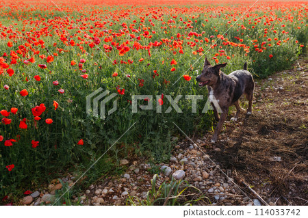big grey dog running along the poppy field big grey dog running along the poppy field 114033742