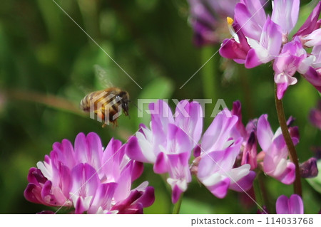 A bee is flying around the Renge Azalea 114033768