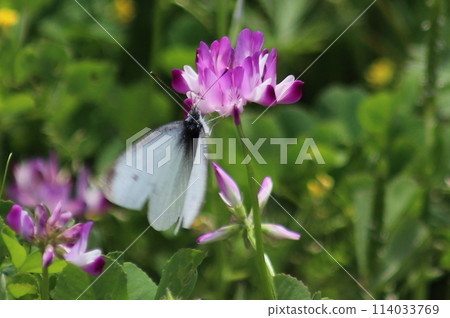 A cabbage white butterfly resting on a Chinese safflower 114033769