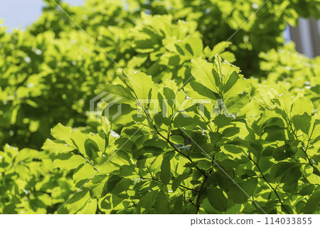 A landscape with fresh greenery and blue skies. Fresh greenery shining against the blue sky. Looking up at the trees in the season of fresh greenery. Fresh greenery shining in the sunlight. Fresh greenery. 114033855