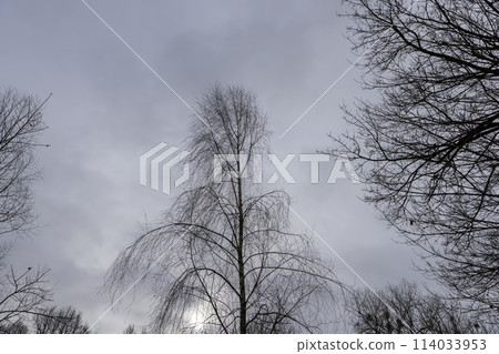 cloudy weather in windy weather in the winter park with birch tree 114033953
