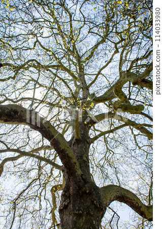 Branches of a tree beginning to sprout in early spring in Ravenscourt Park, west London Branches of a tree beginning to sprout in early spring in Ravenscourt Park, west London 114033980