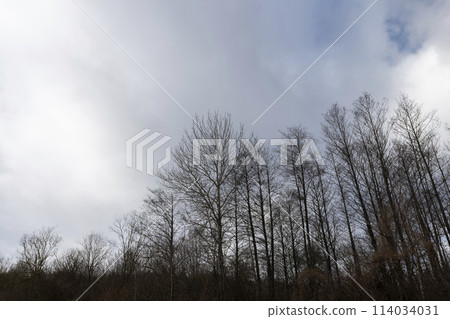 cloudy weather with strong winds in a mixed forest with leafless trees cloudy weather with strong winds in a mixed forest with leafless trees 114034031