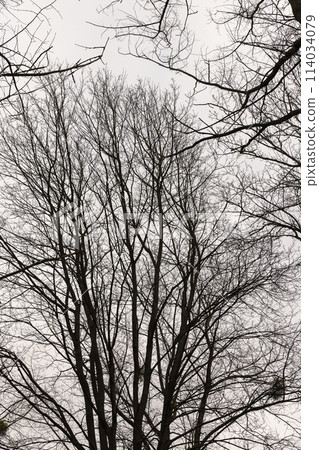 maple trees without foliage in the winter season in the forest maple trees without foliage in the winter season in the forest 114034079