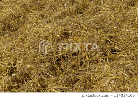 Yellow-golden straw in the field after harvesting 114034106