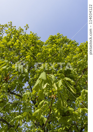 a flowering chestnut tree in the spring season, a spring park a flowering chestnut tree in the spring season, a spring park 114034122
