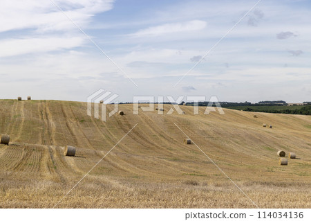 straw stacks in the field after the grain harvest 114034136
