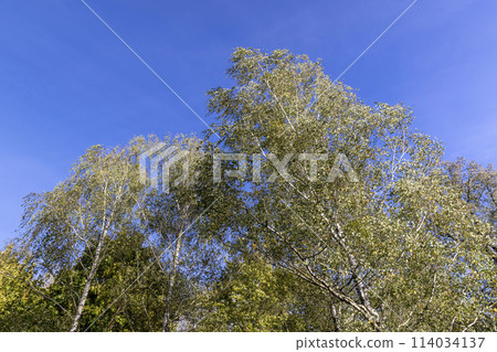 changing the color of foliage on birch trees in autumn weather 114034137