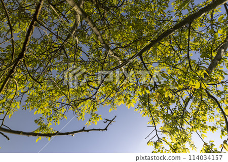yellow-green walnut foliage in a fruit garden yellow-green walnut foliage in a fruit garden 114034157