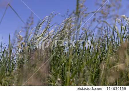 green grass in sunny weather in the field 114034166