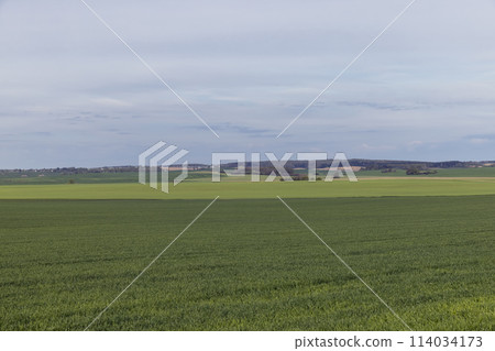 young shoots of winter wheat in spring young shoots of winter wheat in spring 114034173
