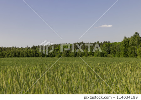 a field with green unripe cereals in summer a field with green unripe cereals in summer 114034189
