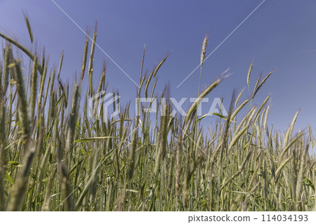 green unripe wheat in sunny weather green unripe wheat in sunny weather 114034193