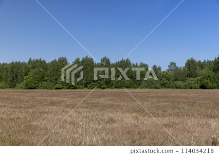 a green forest with a blue sky and colorful grass a green forest with a blue sky and colorful grass 114034218