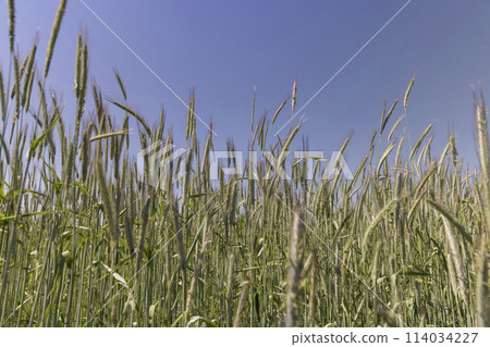 a field with green wheat in sunny weather 114034227