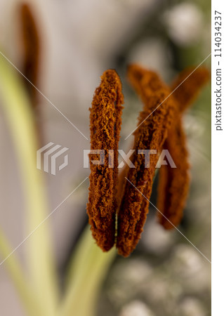 pollen of a lily flower closeup 114034237
