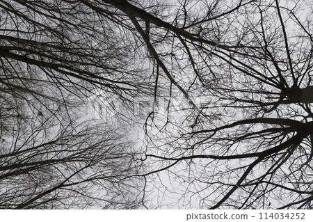 bare branches of maples in the winter season in the park bare branches of maples in the winter season in the park 114034252
