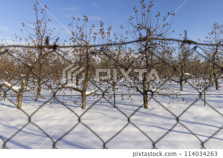 apple orchard in winter in the snow apple orchard in winter in the snow 114034263