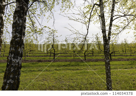 young apple trees in the orchard with the first foliage in spring young apple trees in the orchard with the first foliage in spring 114034378