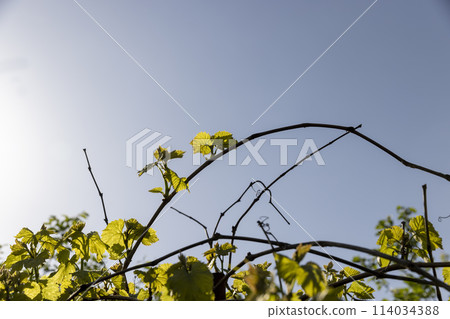green foliage of grapes in the orchard 114034388