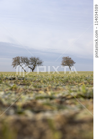 wheat growing in winter during frosts in sunny weather wheat growing in winter during frosts in sunny weather 114034389