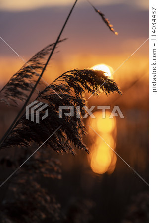 beautiful sunset on the lake with reflection in the water 114034437