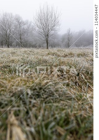 trees after frosts in foggy weather trees after frosts in foggy weather 114034447
