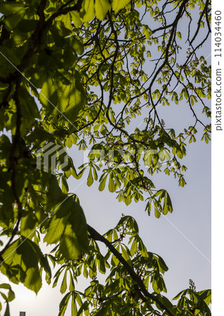 a flowering chestnut tree in the spring season, a spring park a flowering chestnut tree in the spring season, a spring park 114034460