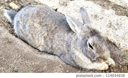 Usagi in Okunojima Usagi in Okunojima 114034836