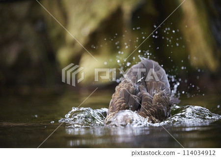 A beautiful duck swims in the water in Denmark. Close-up 114034912