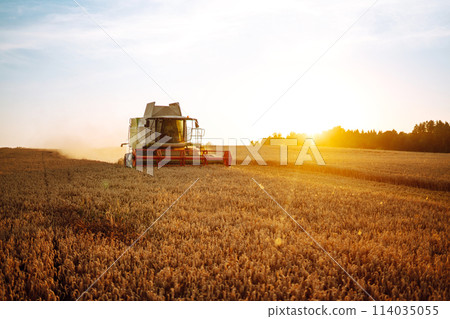 Modern industrial combine harvester harvests wheat cereals on a summer day. Rich harvest concept. 114035055